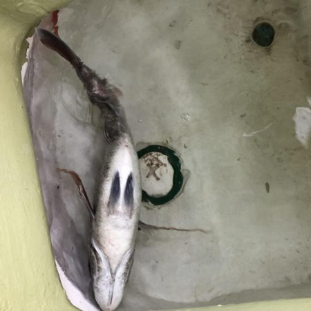 タイラバからのジギングにて