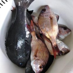 フカセが一番・・面白いです・・