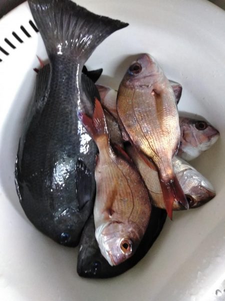 フカセが一番・・面白いです・・