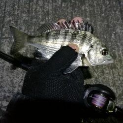 南港へち釣行 （11/2 まーまー好釣果の南港ヘチ釣り キビレチヌ38cm、真チヌ 他 釣果有り）