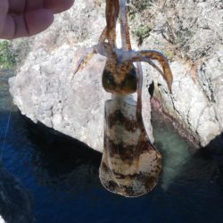 アオリイカ探して