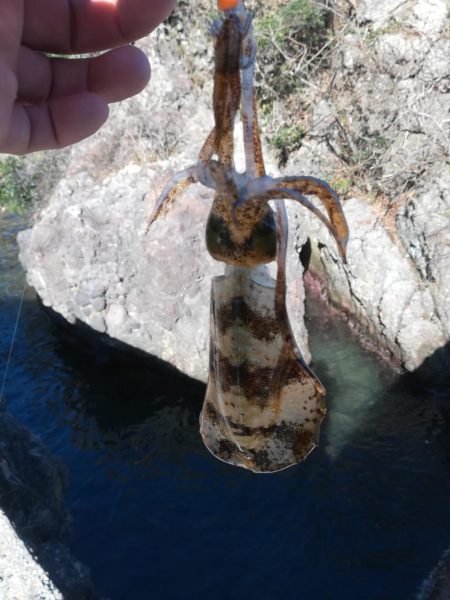 アオリイカ探して