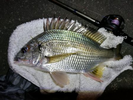 南港へち釣行 （11/3 良い感じに好釣果の南港ヘチ釣り 真チヌ46cm、キビレ、シーバス 他 釣果有り）