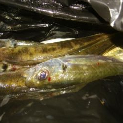 ワインドとアジング