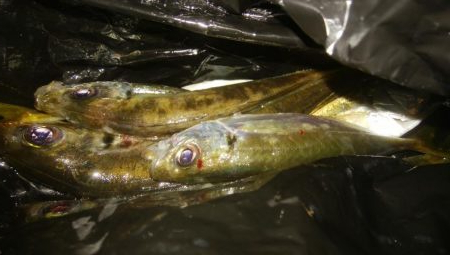 ワインドとアジング