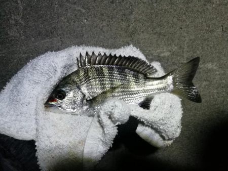 南港へち釣行 （11/8 冬入りの南港ヘチ…