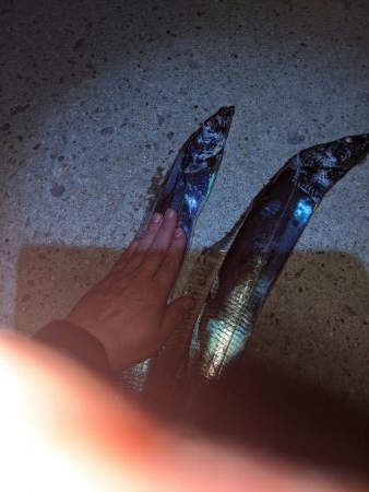 かもめ大橋夕まずめ