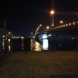 南港へち釣行 （11/10 南港ヘチ釣り 真チヌ 35cm、ガシラ、キビレ他 釣果有り）