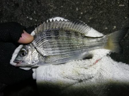 南港へち釣行 （11/11 南港ヘチ釣り 真チヌ 44.5cm、キビレ 釣果有り）