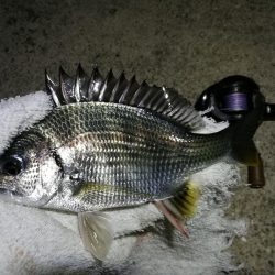 南港へち釣行 （11/13 南港ヘチ釣り キビレチヌ 42cm、真チヌ、ガシラ 釣果有り）