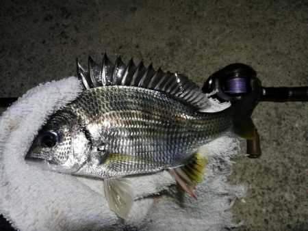 南港へち釣行 （11/13 南港ヘチ釣り キビレチヌ 42cm、真チヌ、ガシラ 釣果有り）