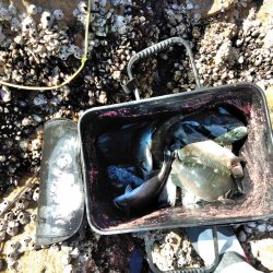 フカセが一番・・面白いです・・