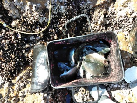 フカセが一番・・面白いです・・