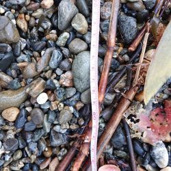 早朝一発勝負！