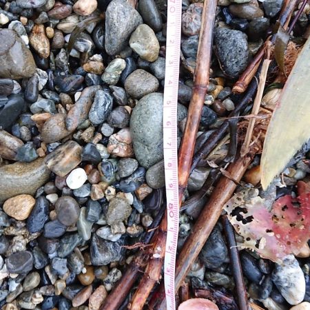 早朝一発勝負！