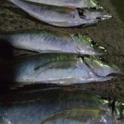 　中あじフィーバー