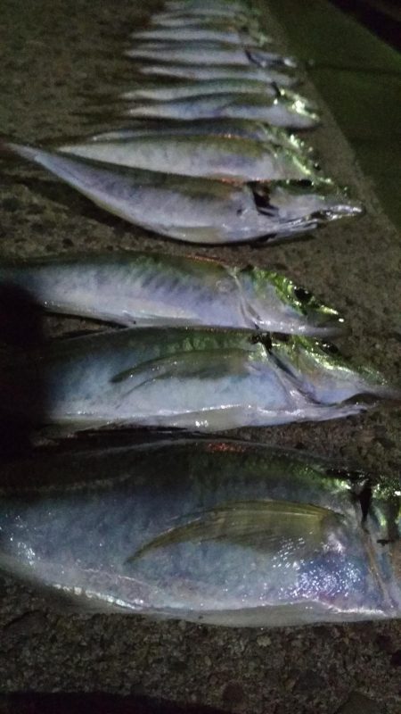 　中あじフィーバー