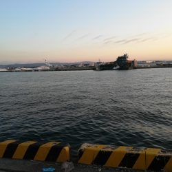 久しぶりにタチウオ探して