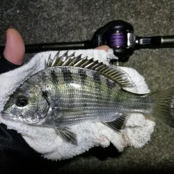 南港へち釣行 （11/17 南港ヘチ釣り 真チヌ 35cm、キビレチヌ、ハゼ 釣果有り）