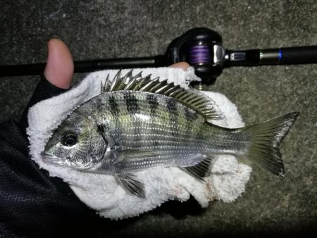 南港へち釣行 （11/17 南港ヘチ釣り 真チヌ 35cm、キビレチヌ、ハゼ 釣果有り）