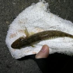 南港へち釣行 (11/18 南港ヘチ釣り キビレチヌ 33cm、真チヌ、ハゼ 釣果有り)