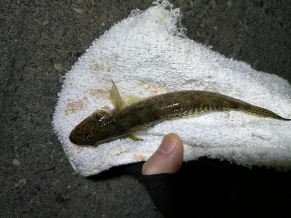 南港へち釣行 (11/18 南港ヘチ釣り キビレチヌ 33cm、真チヌ、ハゼ 釣果有り)