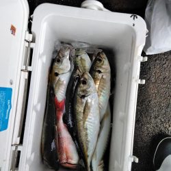 フカセが一番・・面白いです・・