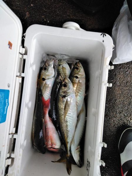 フカセが一番・・面白いです・・