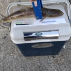 今年最後のアジング？