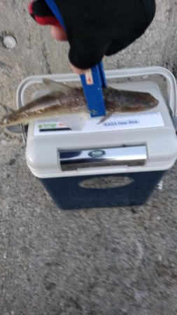 今年最後のアジング？