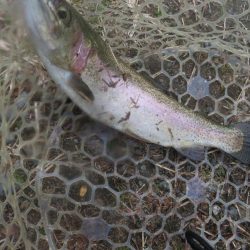 平日の管理釣り場は厳しかった!