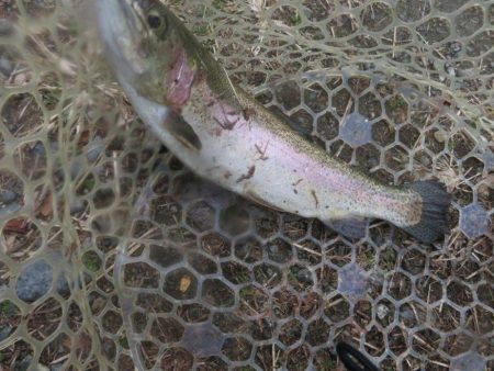 平日の管理釣り場は厳しかった!