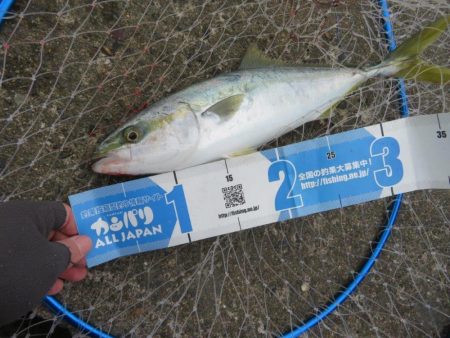 諦めた頃に青物が・・・