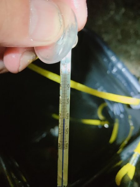 アオリイカ2019秋～②