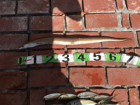 ハモ70㎝1匹、アジ10匹