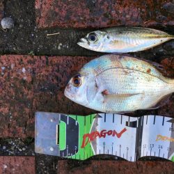 アイゴ2匹（最大42㎝）、メッキ2匹（25㎝）、ヘダイ2匹（25㎝）、チャリコ1匹（20㎝）、コアジ