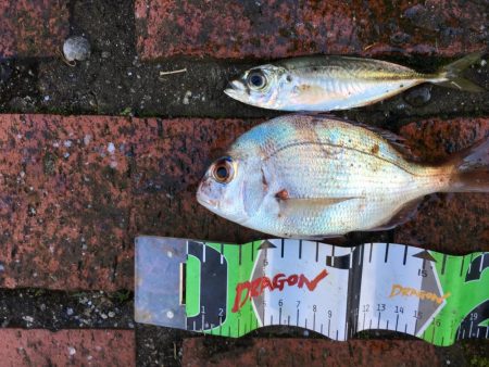 アイゴ2匹（最大42㎝）、メッキ2匹（25㎝）、ヘダイ2匹（25㎝）、チャリコ1匹（20㎝）、コアジ