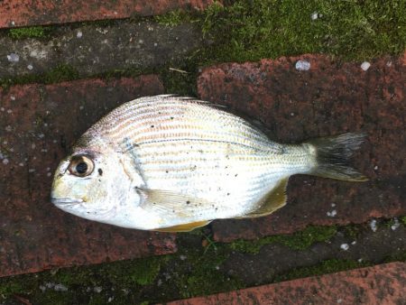 尺アジ、ヘダイ