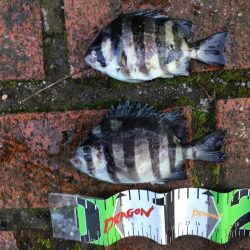 グレ27㎝、オキフエダイ25㎝、サンバソウ2匹