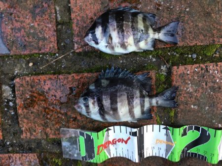 グレ27㎝、オキフエダイ25㎝、サンバソウ2匹