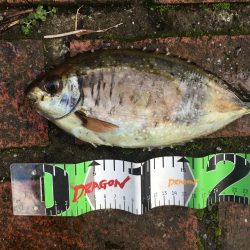 シマアジ31㎝、アイゴ28㎝