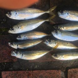 良型アジ28㎝、コアジ10匹