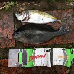 真鯛28㎝、ヘダイ23㎝×6匹ほか