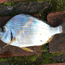 中型アジ2匹、コアジ22匹、ヘダイ、ヒイラギ4匹