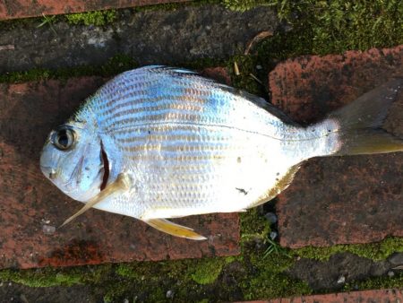 中型アジ2匹、コアジ22匹、ヘダイ、ヒイラギ4匹