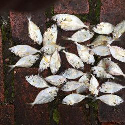 コアジ71匹、ヒイラギ30匹