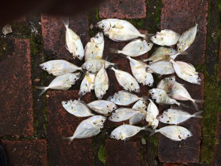 コアジ71匹、ヒイラギ30匹