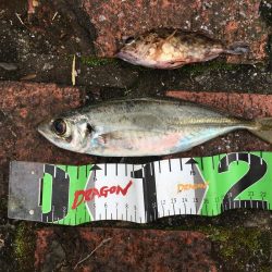 コアジ93匹、中アジ（25㎝）1匹、ガシラ1匹