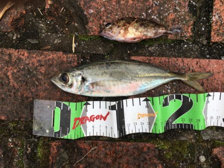 コアジ93匹、中アジ（25㎝）1匹、ガシラ1匹