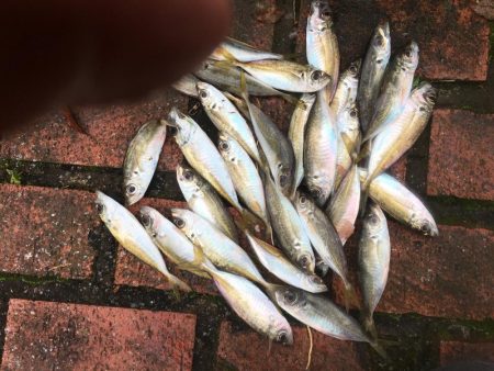 コアジ29匹、中型アジ（26㎝）1匹